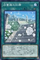 20PP-JP011[N]：白薔薇の回廊